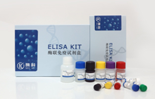 С˫DNA(dsDNA)